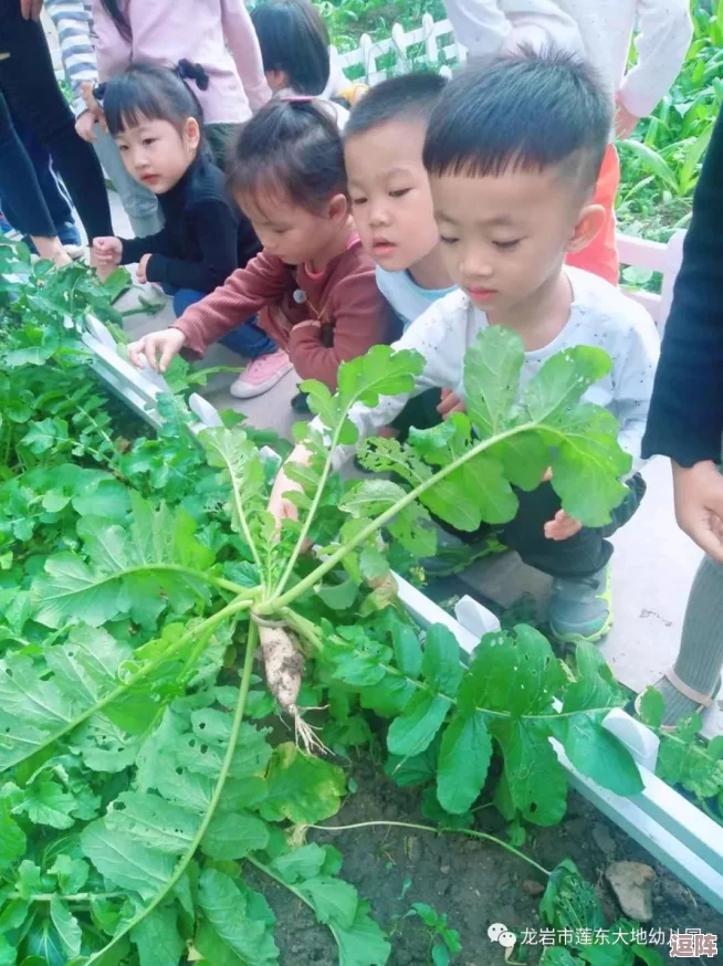 九幺黄拔萝卜:新鲜美味的秋季时令蔬菜,营养丰富引发消费者热潮 九幺黄拔萝卜:新鲜美味的秋季时令蔬菜,营养丰富引发消费者热潮